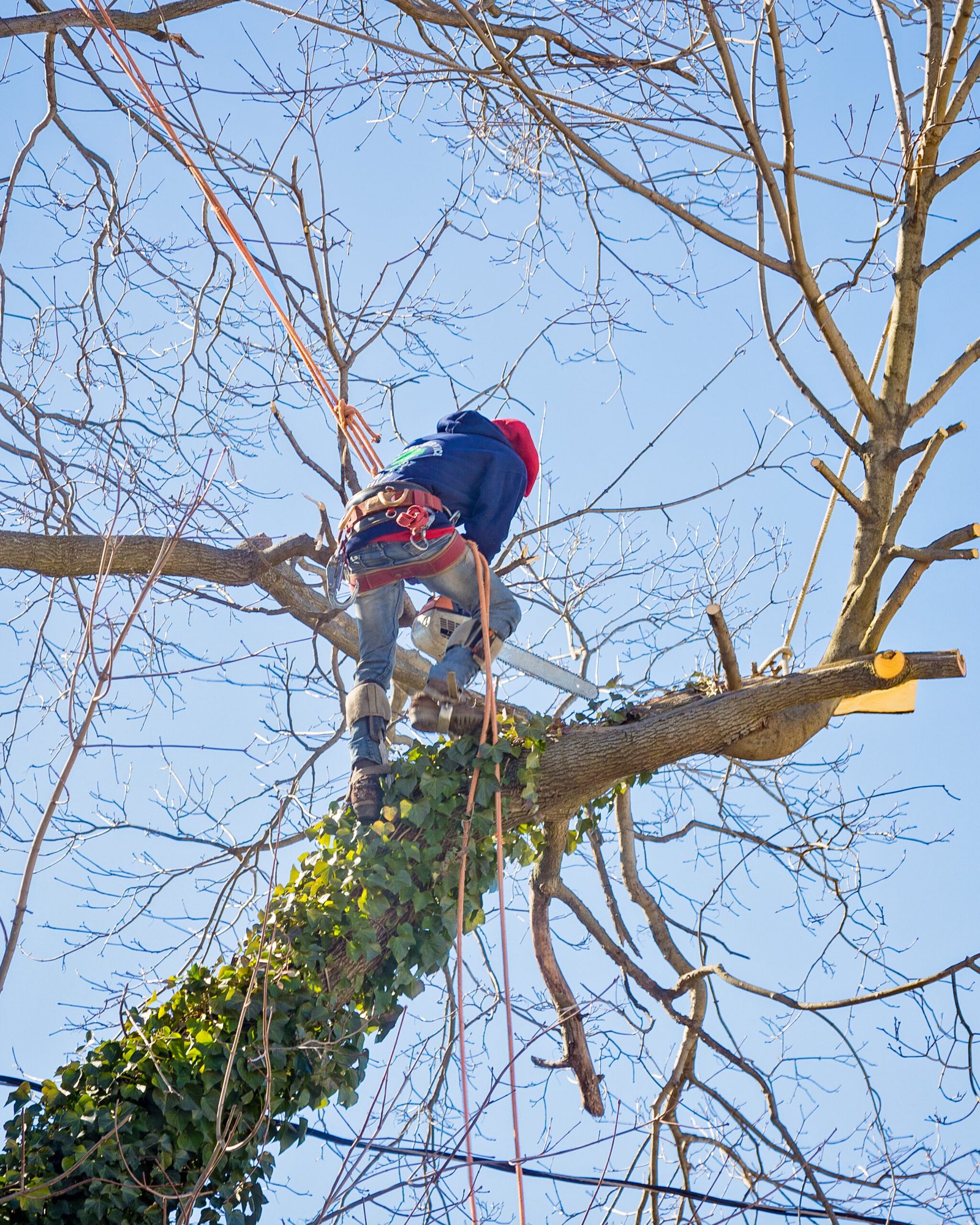 arborist-cutting-tree-branch-with-chainsaw-high-up-2026-01-05-00-59-08-utc arborist-cutting-tree-branch-with-chainsaw-high-up-2026-01-05-00-59-08-utc