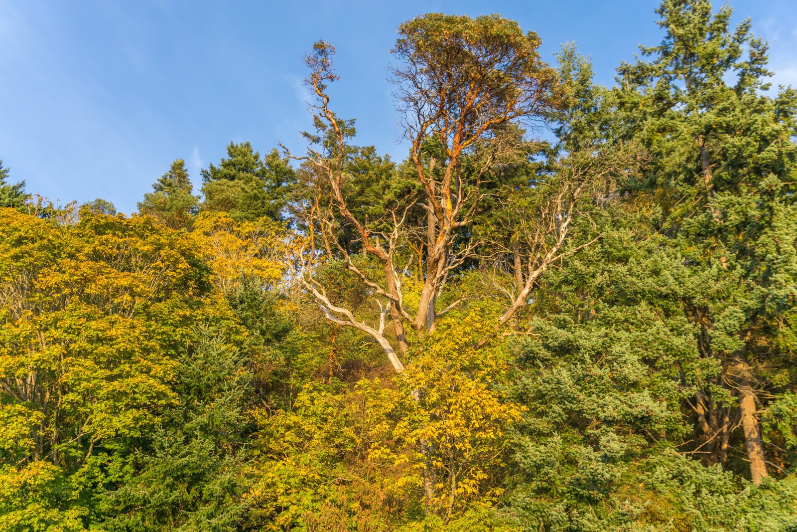 forest-canopy-of-trees-with-blue-sky-2026-04-14-00-07-30-utc forest-canopy-of-trees-with-blue-sky-2026-04-14-00-07-30-utc